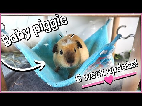 Baby Guinea Pig Loves Her New Home!