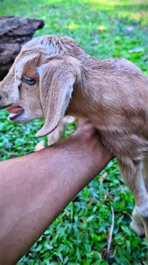 baby goat sound #funny #animals #subscribe