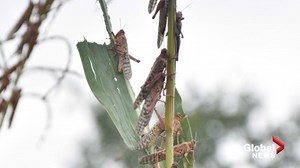 Crews use spray planes to combat massive locust swarms in East Africa - National | Globalnews.ca