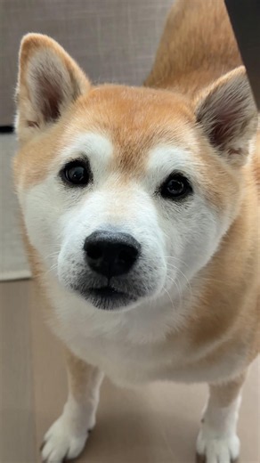 Sonion Doge Tries to Roll for Charisma