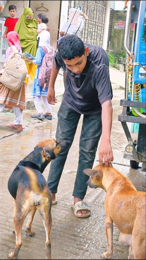 Little Boy Overcomes Fear to Feed Stray Dogs 🥺❤️ | Heartwarming Dog Feeding Moment