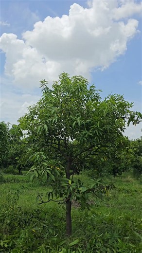 How To Prune A Mango Tree For Maximum Yeild