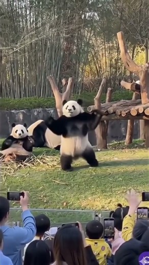 Giant Panda's BEST Dance Moves! 🐼🤣 Watch till the end! #shorts #youtubeshorts #shortvideo