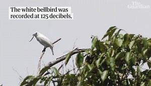 30 reactions | Meet the Halcyon bird  | VISION | Facebook