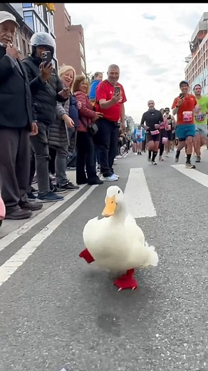 The best way to end your day: watching Wrinkle the Duck run the NY Marathon 😱❤️🦆 🎥: instagram.com/seducktive/ | Secret NYC