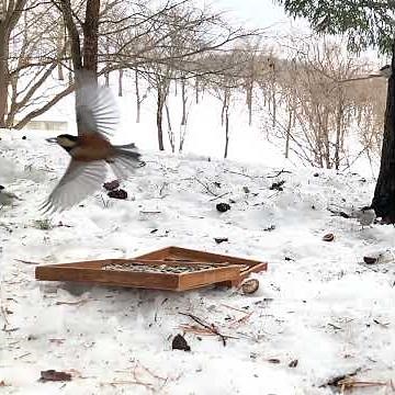 Which bird eats the walnuts first?