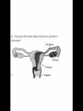 Std 10 |Science 2| Chapter 3 Life Processes in Living Organisms Part 2 | Exercise r#learnwithvedant