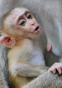 Most sad baby monkey is crying by hungry milk but mom doesn't care about him! really pity poor baby monkey and looks his face is so sad... | Jane Family