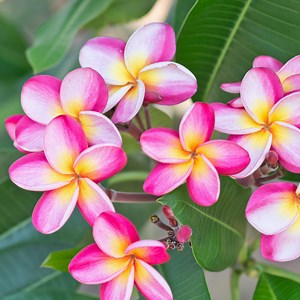 44 Plumeria Facts And Care Tips - Green Packs