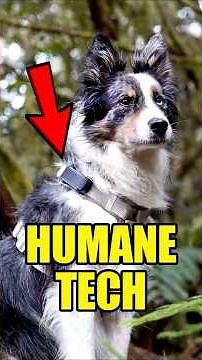 Tractive GPS Dog Tracker Collar Review