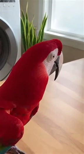 This Parrot Thinks the Washing Machine Is Alive 😂
