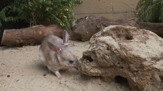 This video shows just how cute a real-life bilby is! This endangered little native Australian animal is the inspiration for making our chocolate Easter Bilbies every year. Part proceeds from sales are contributed to the conservation of the bilby's habitat in the wild. | Haigh's Chocolates