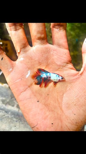 🇧🇩 | Gol D Roger