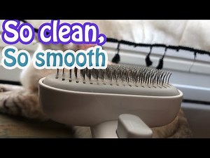 How to effectively brush your cat