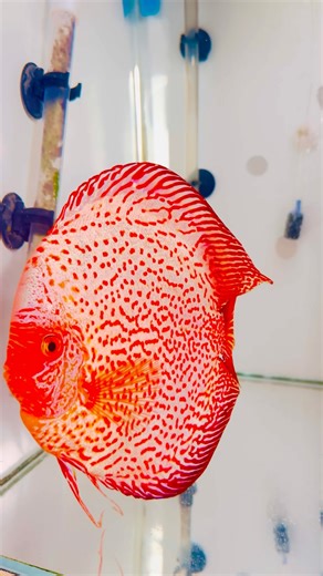 Beautiful Discuss | Natural Color Discuss fish #discus #aquariumfish #fish #natural #discusfish