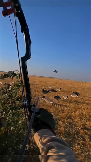 Epic Goose 🦆 Hunt with Bow 🏹 | Perfect Archery Shot#hunting #bowhunt #goose