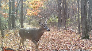 Hunters share their tips for bagging deer on state game lands