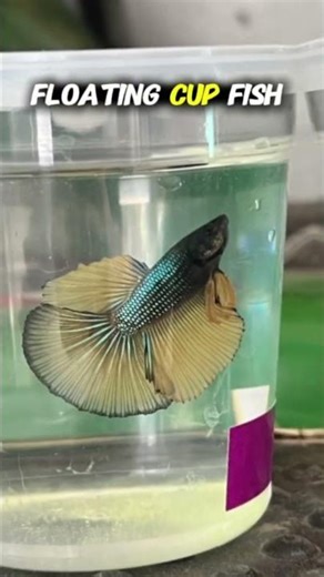 Scarlet Badis vs Betta: Which Is Actually Better?