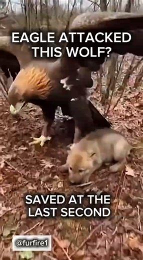 Wolf Pup Rescue Caught on Camera — Did an Eagle Really Attack This Baby Wolf? #WolfRescue