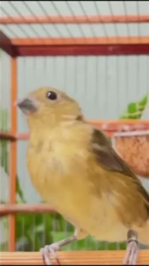 O MELHOR CANTO DE TUI TUI ZEL ZEL POR 10 HORAS