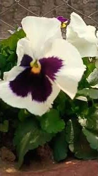 man kahe main jhumu...#winterflower#blooming##houseplants#winteLlastsForever;NoSpringSkipsItsTurn