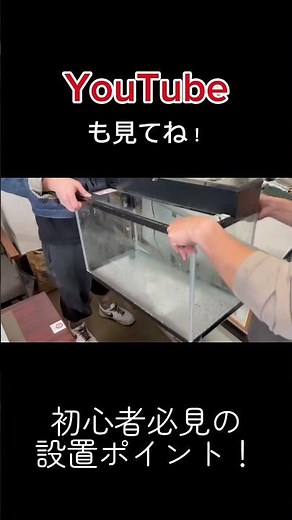 Setting up a goldfish tank for the first time | A breeder's guide to setting up a tank