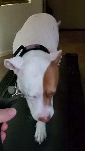 Ruby's first run on a treadmill.