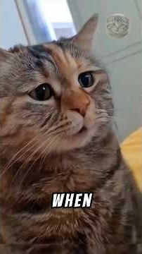 😢 3 Painful Signs Your Cat Is Saying Goodbye 💔 #shorts #cat