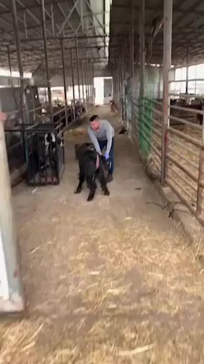 Caring for Goats: Barn Life Interaction and Treatments