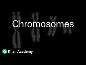 Chromosomes | Cell: The unit of life | Grade 11 | Biology | Khan Academy