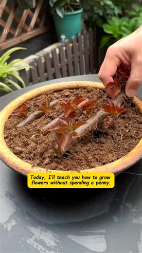 8.1K views · 78 reactions | Today, I'm going to teach you how to grow all kinds of flowers without spending a penny #flowersandplants #gardeningtips #sharinggardeningexperience #springflowerroom #flowersarethebestdecorationforahomeinspring #gardening #garden #gardeningtips #gardenizi | Garden Lovers | Facebook