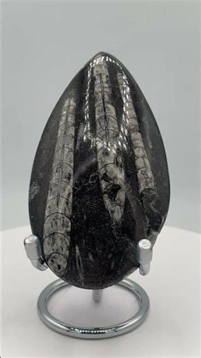 Natural Orthoceras Fossil Specimen #4