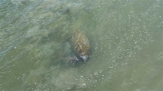 First sea turtles, manatees sightings in South Carolina waters are earlier than usual this year