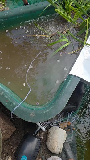 Creating a Natural Pond Filter with Lava Rock