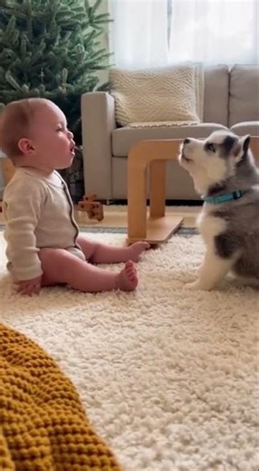 “Tiny Human Howls… Husky Says ‘Challenge Accepted!’ 🤣🐺”