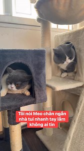 tui bảo Meo tay đánh bạn nhanh lắm mà không ai tin #anhmeo | ANH MEO