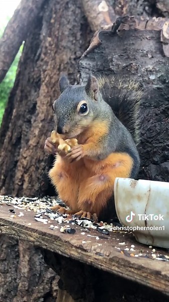 Part 2. Squeaker gets back to her happy squeaks in the end 🥰.