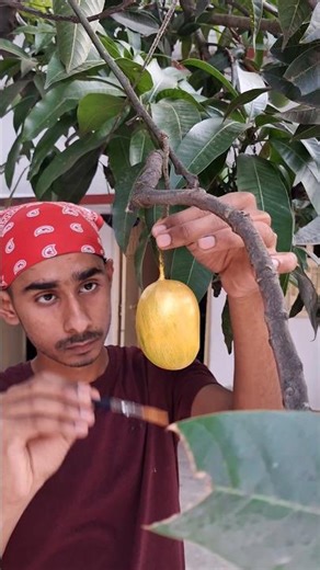 Colourfull Mango Experiment ( Part 2 ) #shorts #experiment