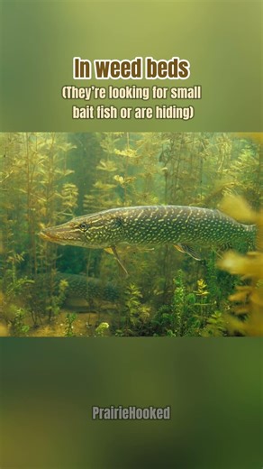 Use these tips to catch a big one! #fyp #foryou #foryoupage #fishing #pike