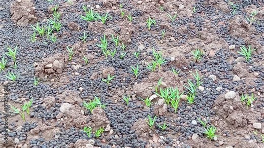 Goat manure is often used by traditional farmers as an environmentally friendly and economical manure, which has many benefits and advantages for plants and improves soil structure to make it looser.