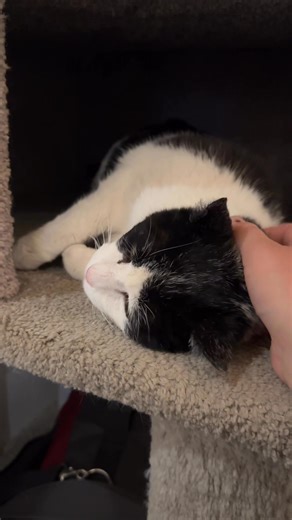 Barney getting some love! 🥰 | Escape to the Country Pet Retreat