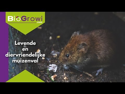 Muizenval | levend en humaan muizen vangen