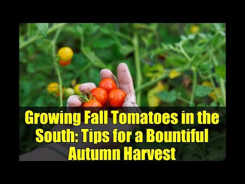 Growing Fall Tomatoes in the South: Tips for a Bountiful Autumn Harvest