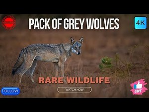 Majestic Grey Wolves in the Wild | Rare Wildlife Footage