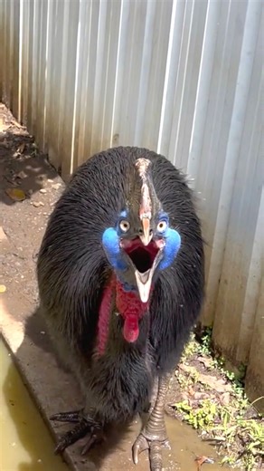 Southern Cassowary 🦤 Do NOT Get Too Close! #southerncassowary #cassowary #dinosaur #birdlife #birdlovers | 1 Minute Animals