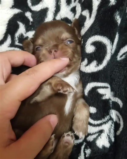 18 reactions · 6 comments | ✨ Exciting News! ✨ Our adorable Chihuahua puppies are now 8 weeks old and full of love, energy, and cuddles!  They’re growing fast, showing off their playful personalities, and can’t wait to find their forever homes. Stay tuned for more updates and cute puppy pictures—you won’t want to miss them!  | Cecil Chihuahua Puppies Home | Facebook