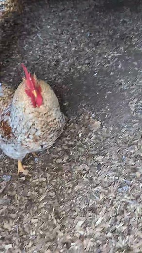 12 reactions | What do you do to help your flock through winter? | Rustic Roots Heritage Homestead | Facebook