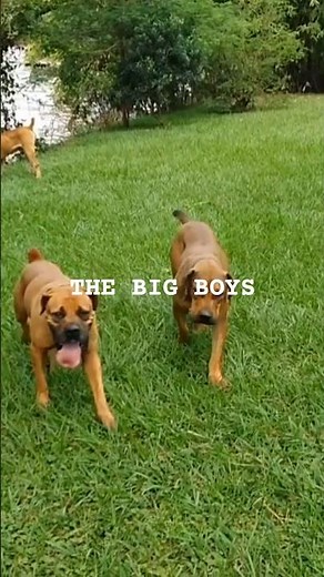 The World's Largest Dogs: A Gentle Giant Adventure