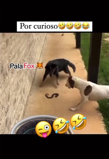 Jesus Palafox (@el_palafox_74)’s videos with sonido original - Jesus Palafox