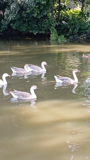 14 comments | goose and ducks swimming in the pond. #goose #ducks #swiming #ducklover | Animals XYZ | Facebook
